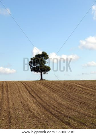 enkelt træ