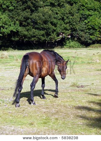 drukne hest