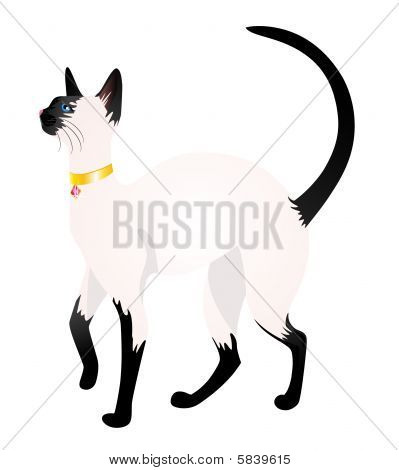 Eautiful siamesische Katze