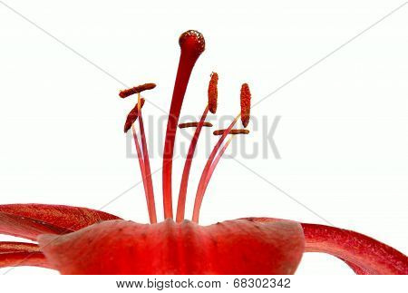 red lily