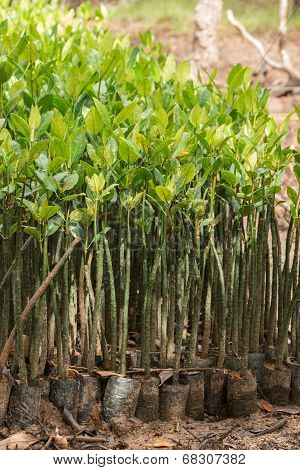 Mangrove Seedlings