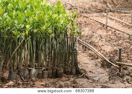 Mangrove Seedlings