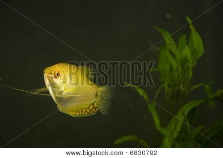 ปลากระดี่ทอง