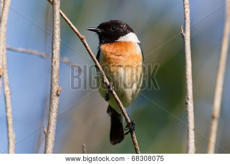 Stonechat