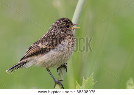 Fledgling Stonechat