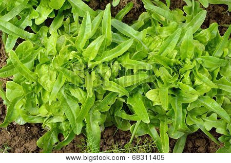 Two Green, Fresh Oakleaf Lettuce.