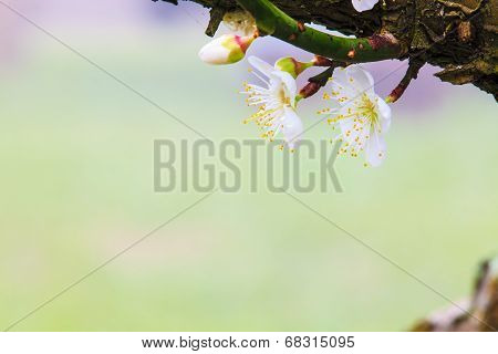 Plum Beautiful Garden In The Sun