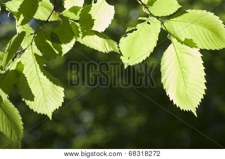 Green Leaves