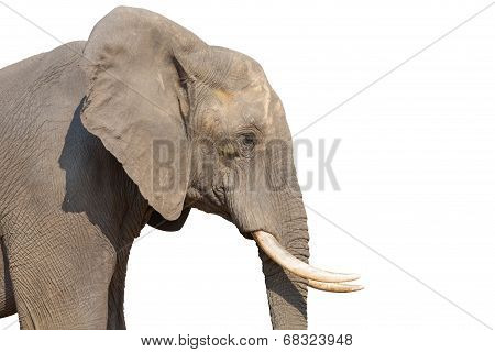 Elephant on white