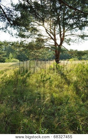 Pine Meadow