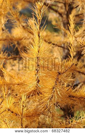 Larch In Autumn