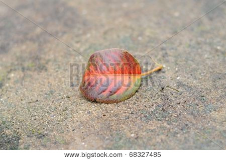 Autumn Pear Leaf