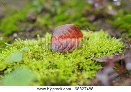 Autumn Pear Leaf