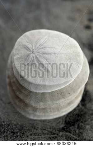 Sand Dollar.