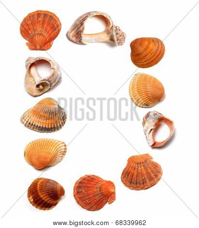 Letter D Composed Of Seashells