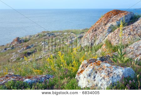 Littoral rocailleux de Summer et fleur jaune sur la plage