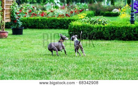 Italian Greyhound Playing In Countryside Park