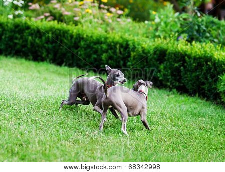 Italian Greyhound Playing In Countryside Park