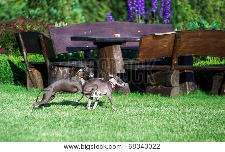 Italian Greyhound Playing In Countryside Park