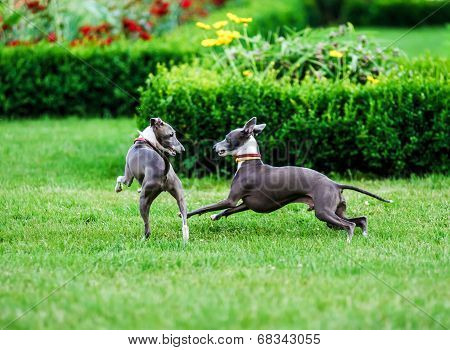 Italian Greyhound Playing In Countryside Park