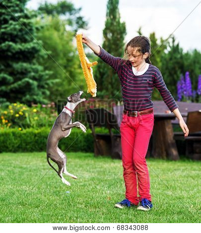Italian Greyhound Playing In Countryside Park