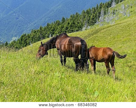 Horse
