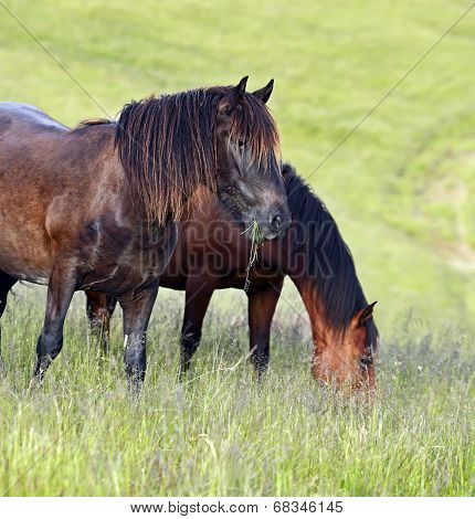 Horse