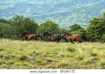 Horse