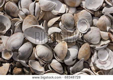 Pile of sea shells in Wellfleet, MA