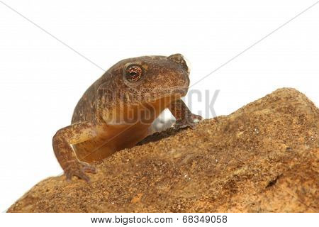 Northern Two-lined Salamander (eurycea Bislineata)