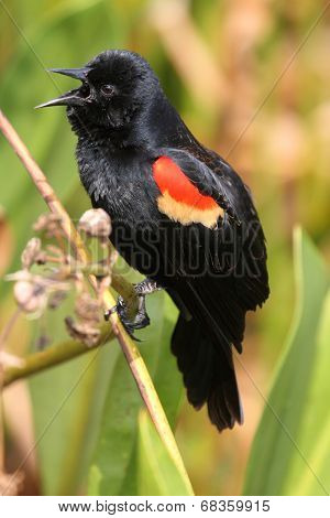 Male Red-winged Blackbird
