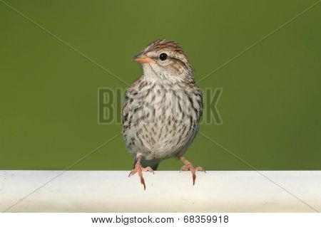 Juvenile Chipping Sparrow (spizella Passerina)
