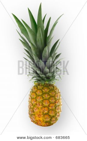 Aislado de la piña
