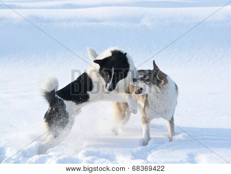 Ohotnichii dogs