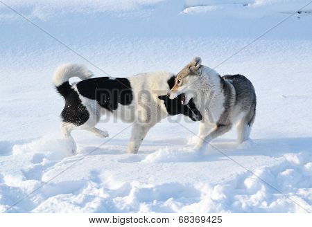 Ohotnichii dogs