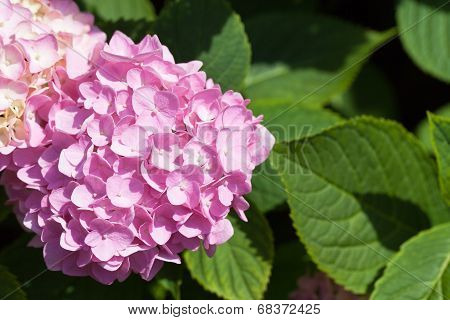 lilac flowers of great blossoming hortensias in the garden