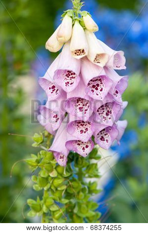 Red Foxglove (digitalis Purpurea)