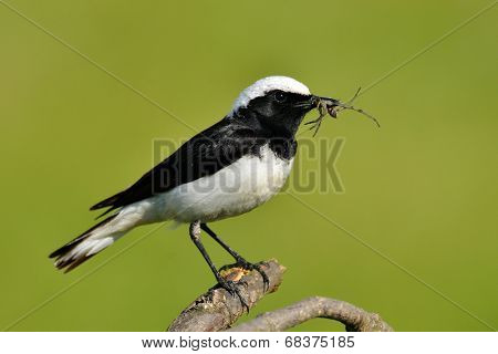 Pied wheatear in natural habitat (Oenanthe pleschanka)