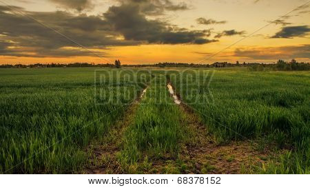 Wheat Field