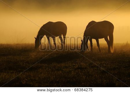 Two horses graze on a field on a background of fog and sunrise