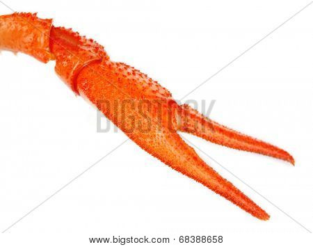 crayfish chela isolated on white 