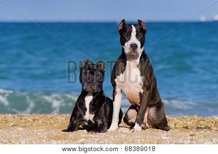 Beautiful pair of pit bull breed dogs sitting together on the beach