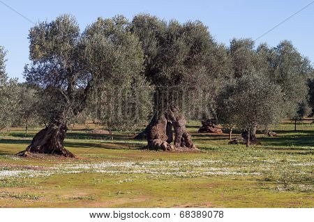 Olive trees