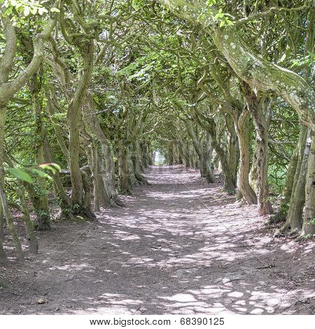 Tunnel Of Trees