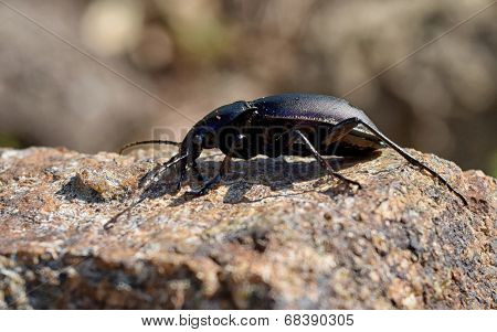 Ground Beetle