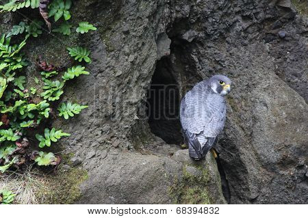 Peregrine Falcon at a Nest Site