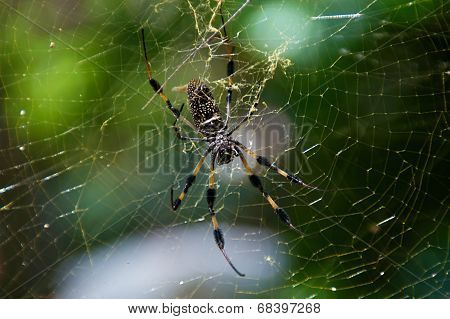 Golden Silk Spider And Web