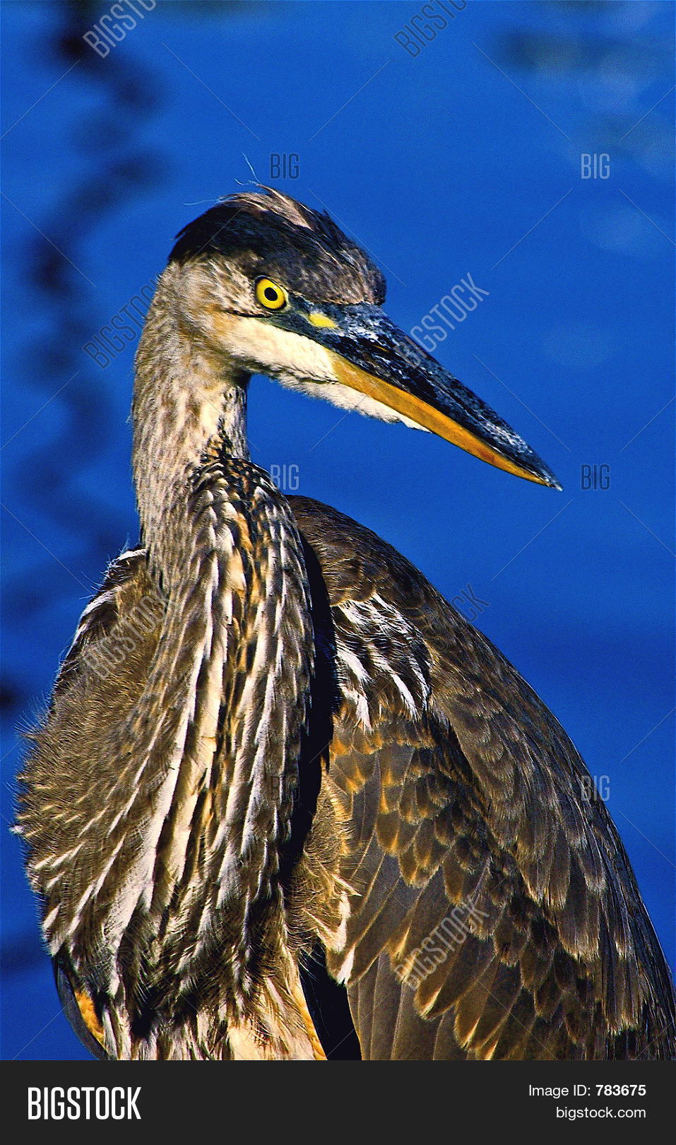 Blue Herring Crane Image & Photo (Free Trial) Bigstock