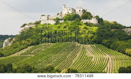 ruins of Falkenstein Castle with vineyard, Lower Austria, Austria