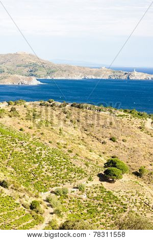 vineyard on Cote Vermeille and Cap Bear lighthouse, Languedoc-Roussillon, France